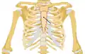 Position of the sternum the thoracic cage