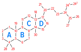 Numbering of the steroid nuclei