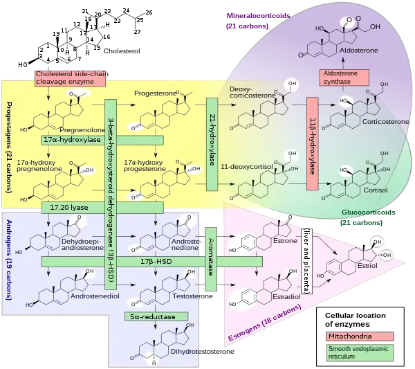 Human steroidogenesis, showing reactions of 3β-HSD near-left in green box.