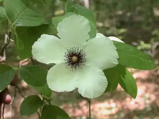 Stewartia malacodendron, or silky camellia, an uncommon species of the southeastern U.S.