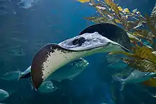 Stingray