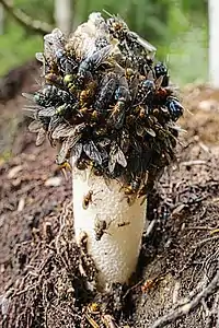 Cap covered by insects.