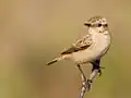 Stolickza's bushchat