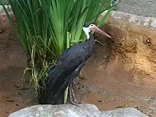 black stork with white neck