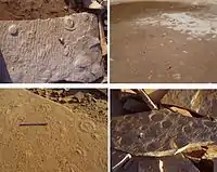 Stranded scyphozoans (jellyfish) in a partially flooded quarry. Due to the flat, horizontal bedding at this quarry, the scyphozoans shown in the background in the top/right photo are seen protruding above the water's surface.