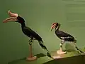 birds in the old exhibit