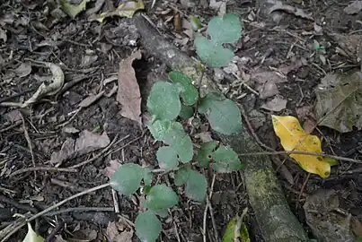 Small-leaved milk tree seedling with its juvenile foliage