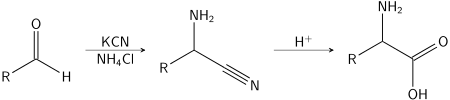 The Strecker amino acid synthesis