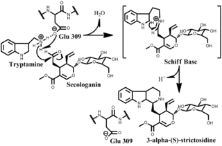 Strictosidine synthase mechanism.