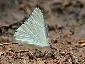 Ventral view (male)