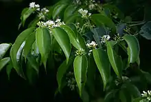 Strychnos usambarensis in flower