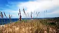 View of sea oats on the beach before an approaching storm