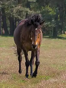 a vigorous bay horse coming towards the camera