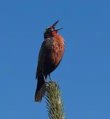  Sturnella Loyca in El Chalten, Argentina