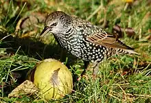 Starling eating fruit