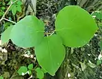 Leaves of ssp. stellatus have white stellate hairs