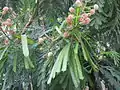 Flowers and immature fruit