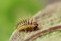 Larva