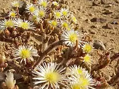 Succulents, Anysberg Nature Reserve