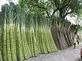 Sugar Cane for sale for Rath Yatra on a Jorasanko footpath