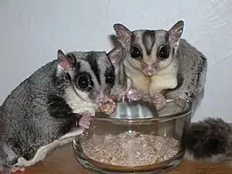 Male and Female Sugar Gliders eating mealworms from a bowl