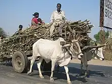 A load of sugarcane and a family in a two-bullock cart