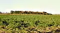 Crop of sugarcane for El Viejo Mill