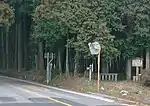 Tall cedar trees next to a modern road.