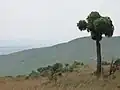 Highveld habitat with a Highveld cabbage tree Cussonia paniculata