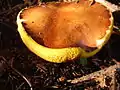 The bolete slippery jack (Suillus luteus) with bright yellow pores