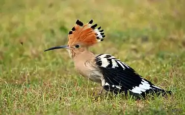 Hoopoe