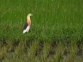 In paddyfield habitat, Sulawesi