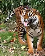 A tiger "licking" the air during the flehmen response