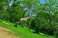 A Giraffe in Sumu Wildlife Park