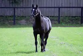 Sunday Silence at Shadai Stallion Station, Hayakita(Abira) Hokkaido Japan.