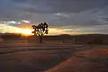 The Landers desert landscape is home to the protected Joshua Tree