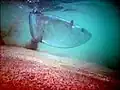 Slender sunfish in Napili Bay, Maui, Hawaii