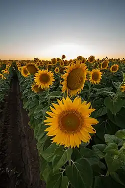 Sunflowers near Merritt