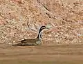 Female in breeding plumage. Note the orange cheek patch and red bill.