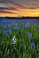 Camas lilies blooming in the marsh at sunrise