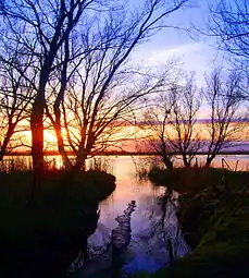 Sunset on the Shannon, showing one of the boat beds in Coonagh where fishermen moored their gandelows