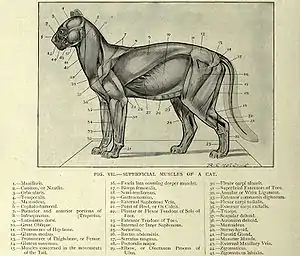 Labelled diagram of the muscular system of a cat