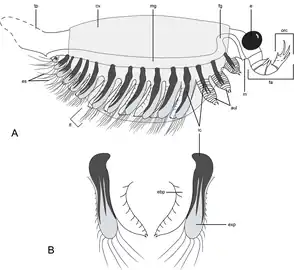 Diagram of Surusicaris