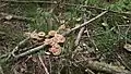 Autumn brings out a variety of mushrooms.