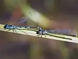 Mating pair, male in front holding the female with the tip of his tail