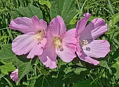 Swamp rose-mallow