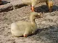 A gosling of swan goose in Bangladesh