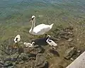 Mute swan with cygnets. South edge of Ljusterö. Photo: July 2008.