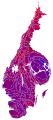 Cartogram of vote with each municipality rescaled in proportion to number of valid votes cast. Deeper blue represents a relative majority for the centre-right coalition, brighter red represents a relative majority for the left-wing coalition.