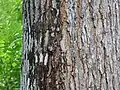 Bark pattern on mahogany tree.